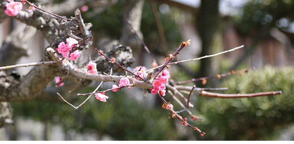 6月 水無月