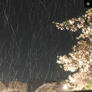 石舞台の桜